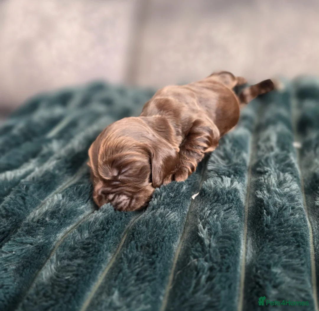 Cocker Spaniel dogs for sale: KC Show Cocker Spaniel  - Advert 30