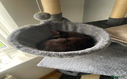 Mixed Breed cats for sale: FREE kitten  - Image 3