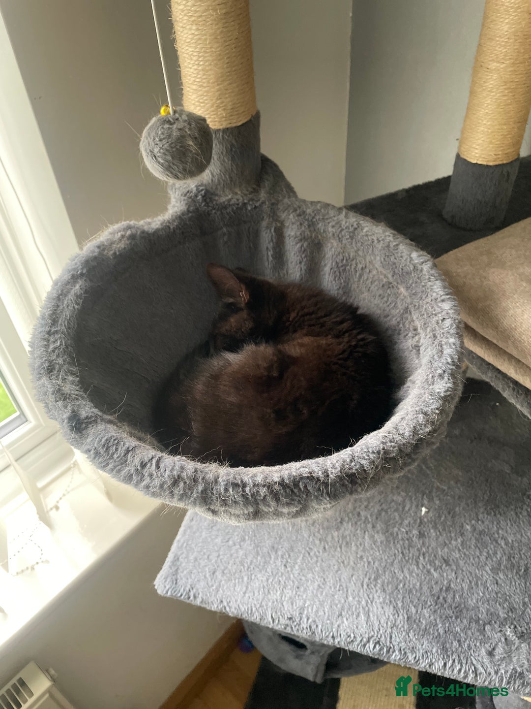 Mixed Breed cats for sale: FREE kitten  - Image 3