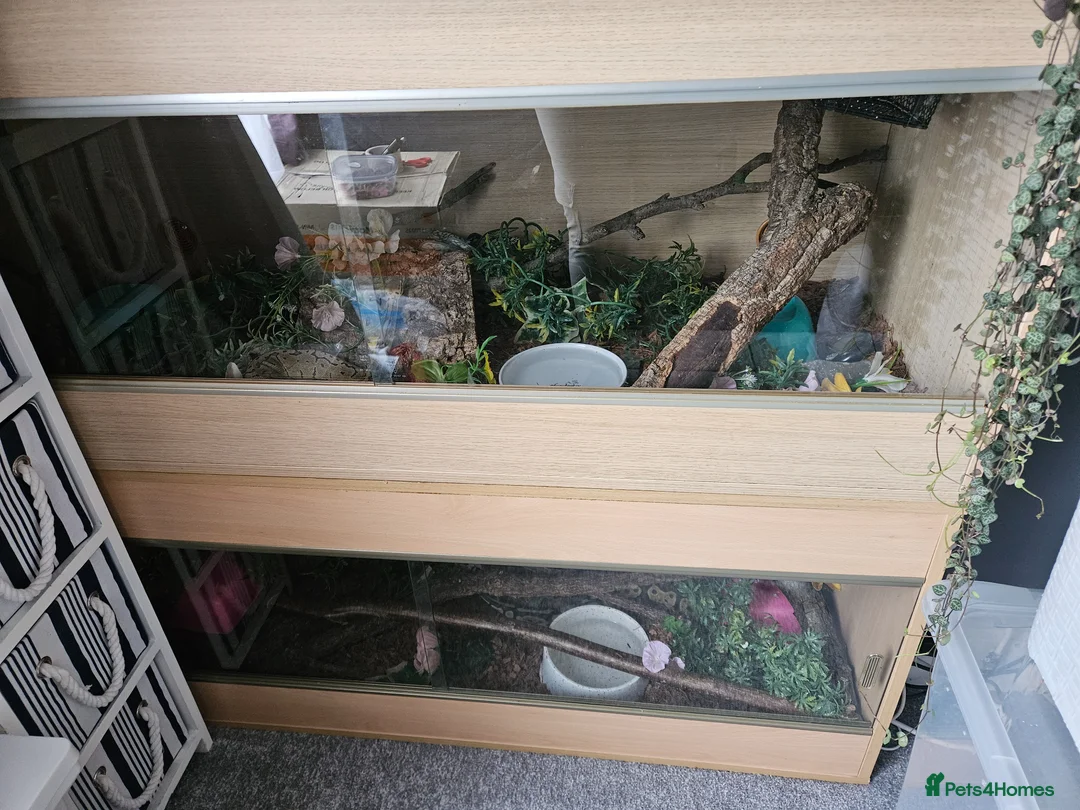 Python Snake reptiles for sale: Female ball pythons - Advert 3