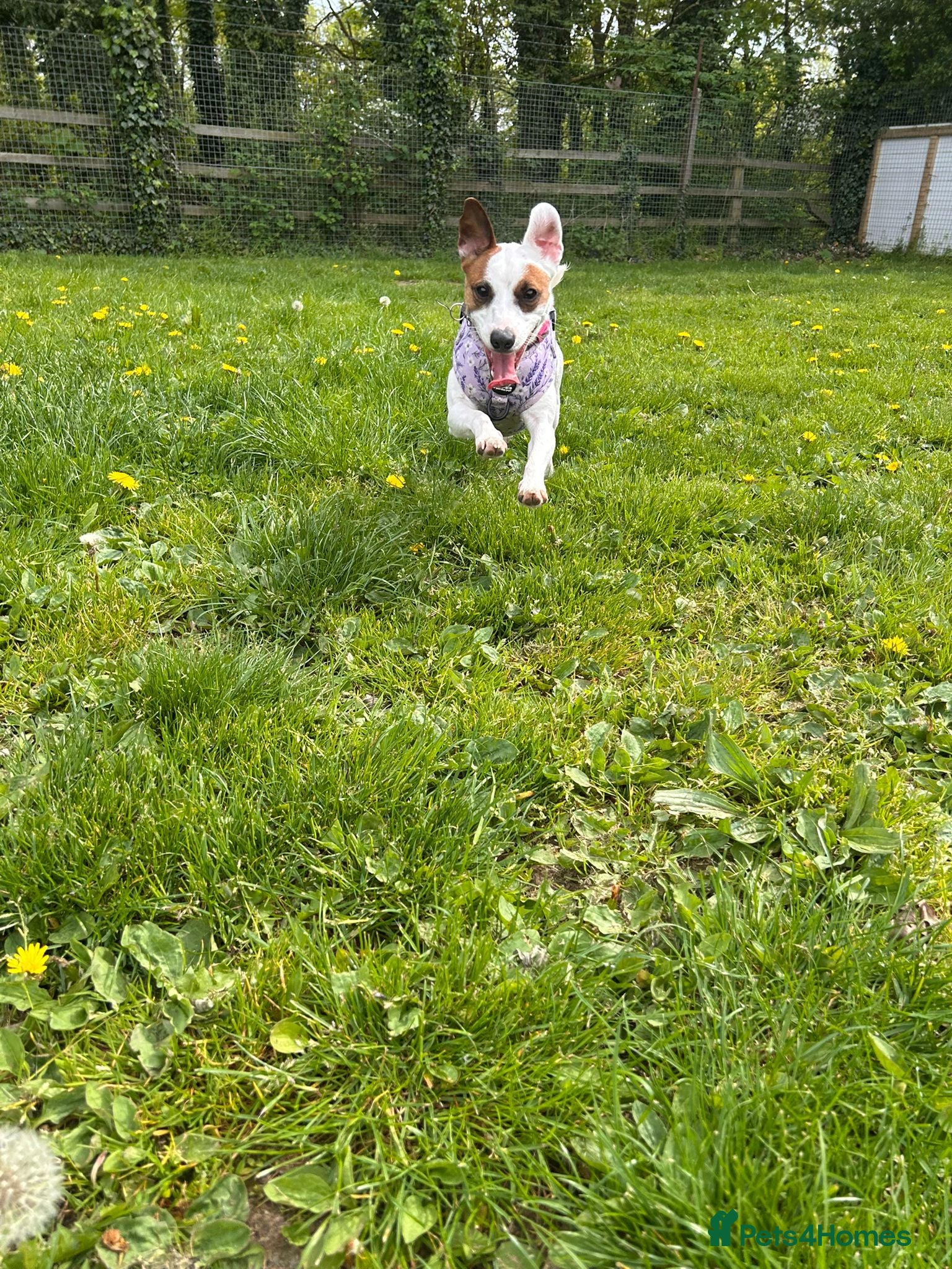 Jack Russell dogs Patty - Advert 1