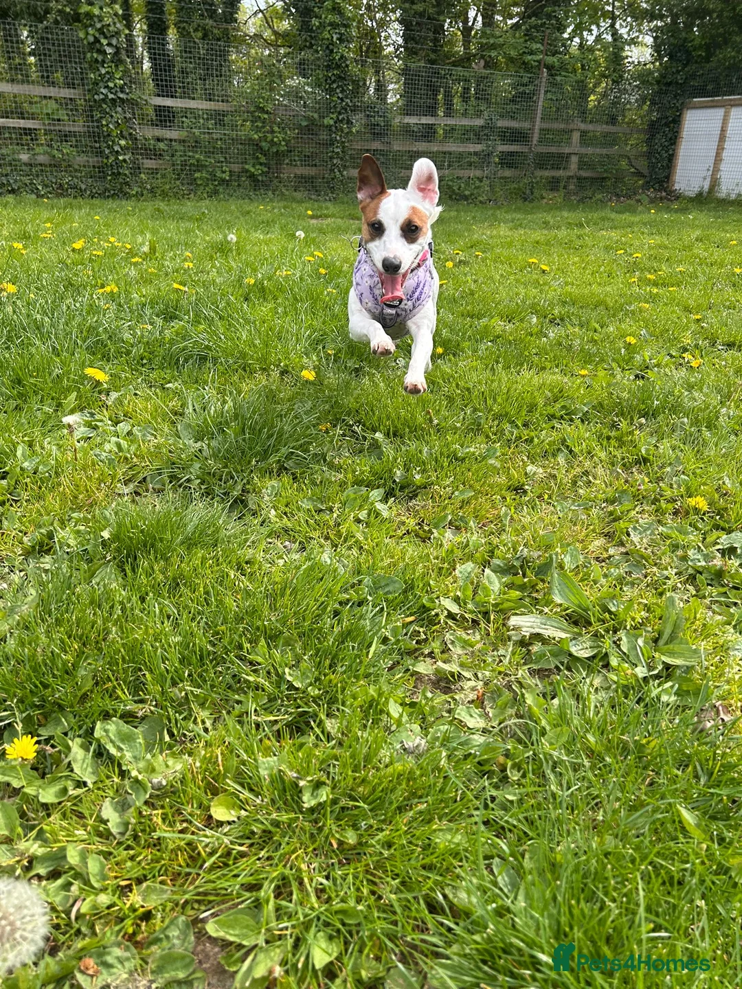 Jack Russell dogs for adoption: Patty - Advert 1