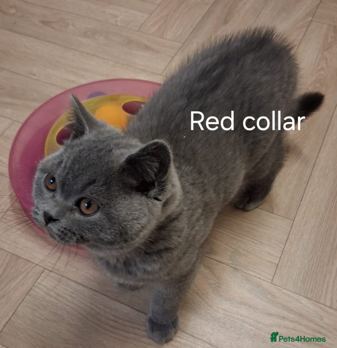 British Shorthair cats for sale: British shorthair blue boys - Image 5