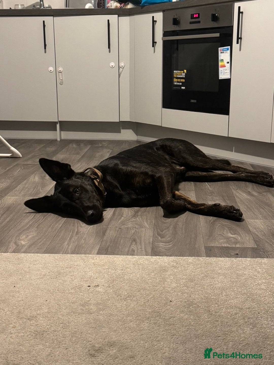 Mixed Breed dogs for sale: German Shepard x doberman - Advert 4