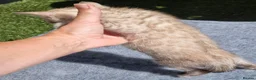 Bengal cats for sale: Beautiful TICA registered Bengal Kittens - Advert 3