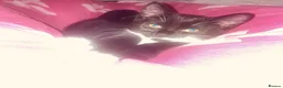Mixed Breed cats for sale: Girl kitten  in Colchester - Advert 2