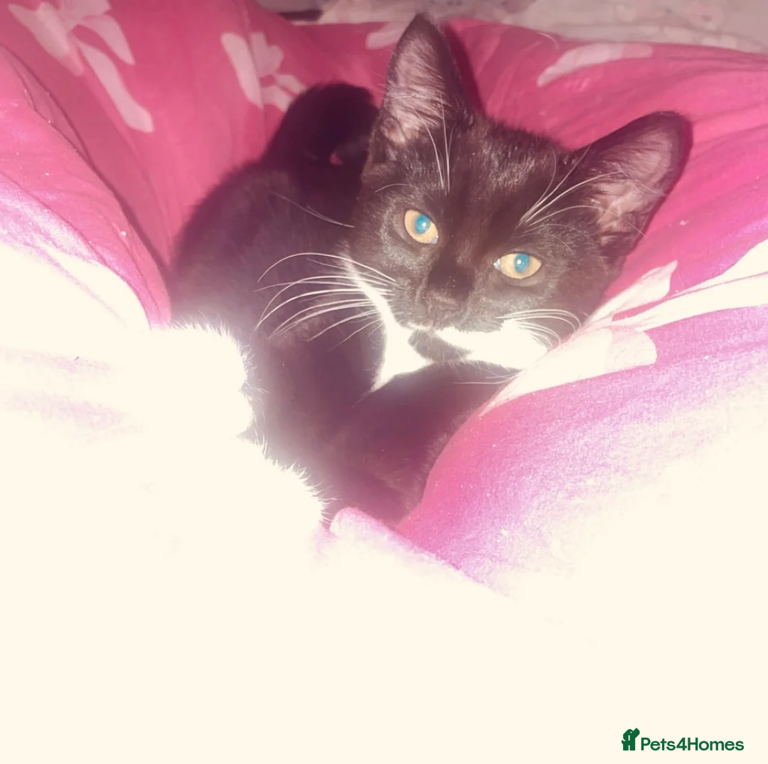 Mixed Breed cats for sale: Girl kitten  in Colchester - Advert 2