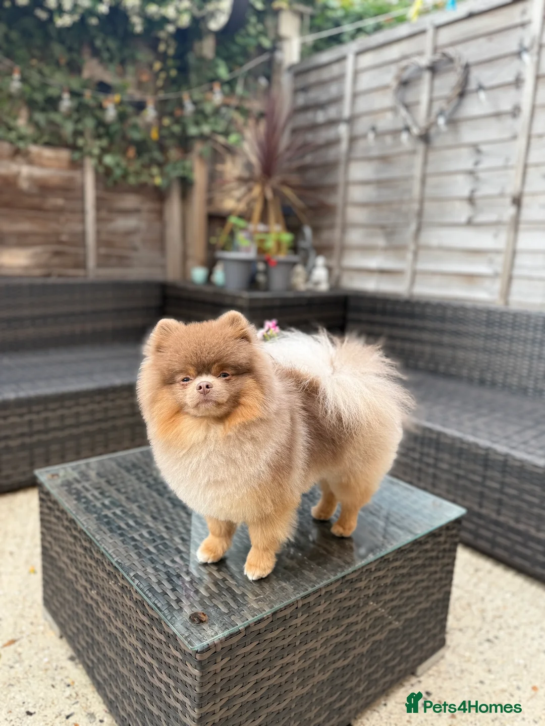 Pomeranian dogs for stud: Pablo - Advert 4