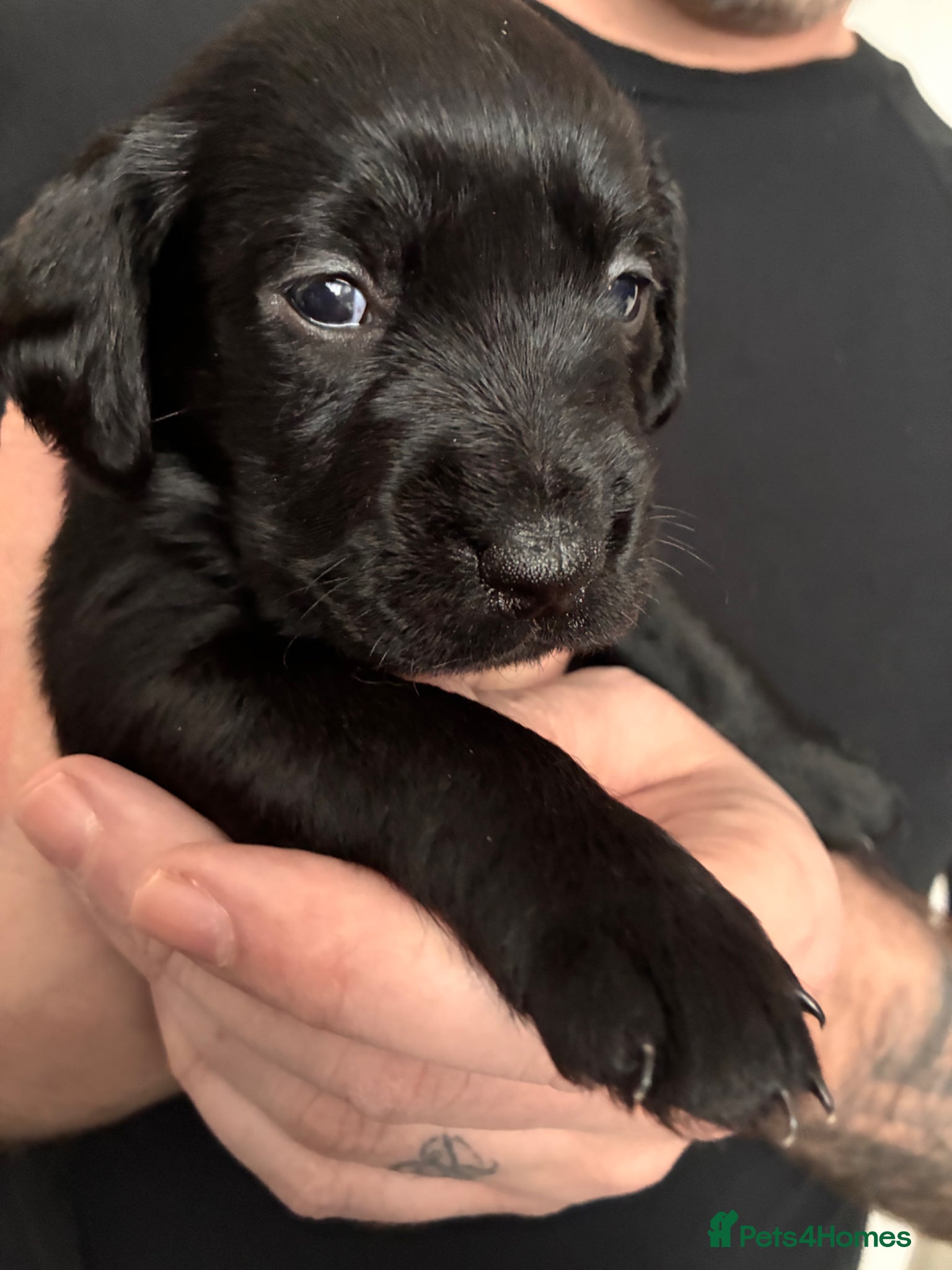 Mixed Breed dogs Beautiful puppies!  - Advert 2