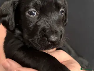 Mixed Breed dogs Beautiful puppies! - Advert 2