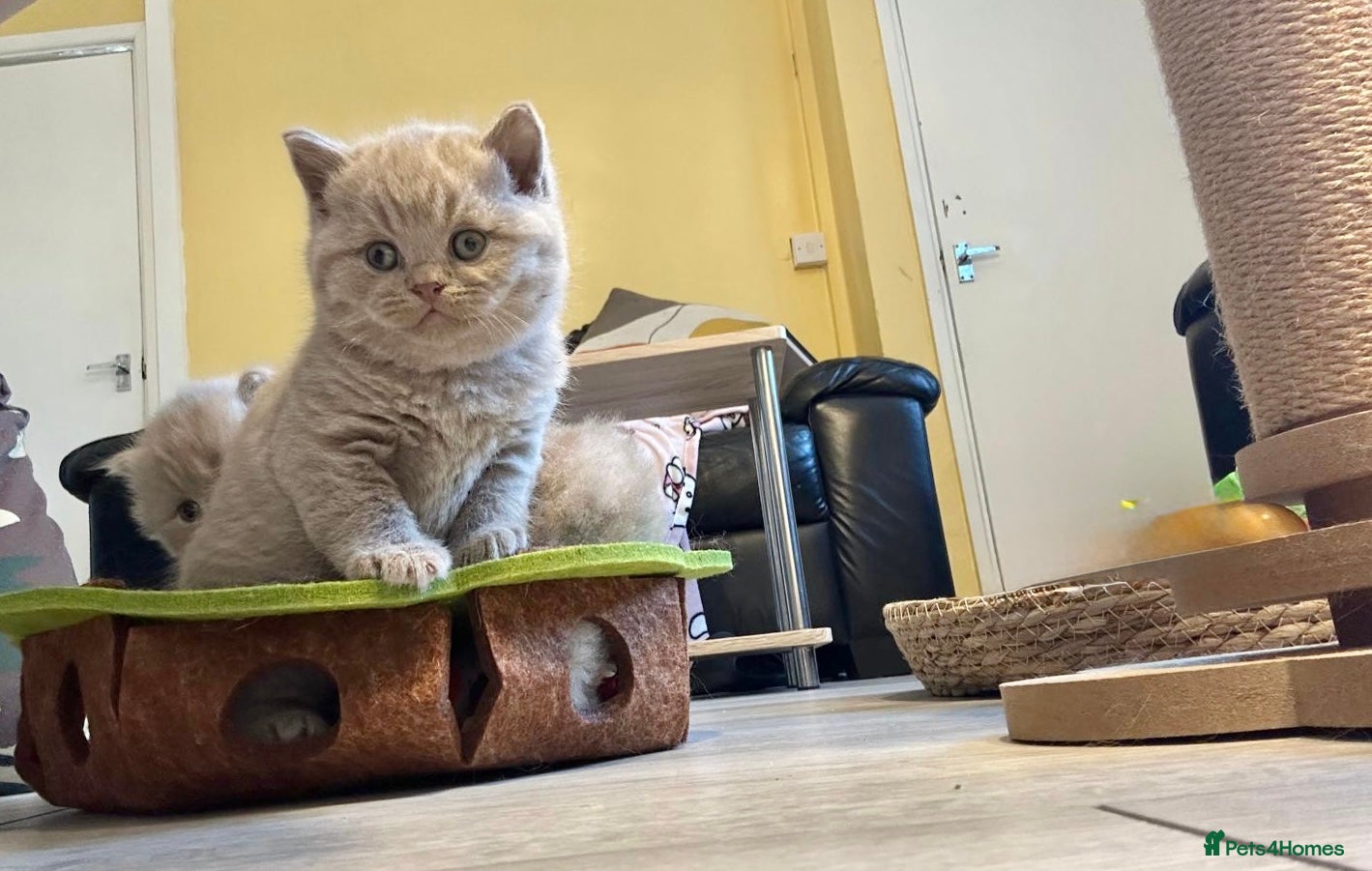 British Shorthair cats Gorgeous GCCF registered BSH Kittens  - Advert 12