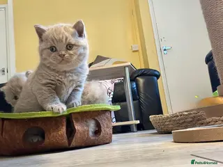 British Shorthair cats Gorgeous GCCF registered BSH Kittens - Advert 12