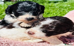 Cockapoo dogs for sale: Stunning F1 show Cockapoos  - Image 17