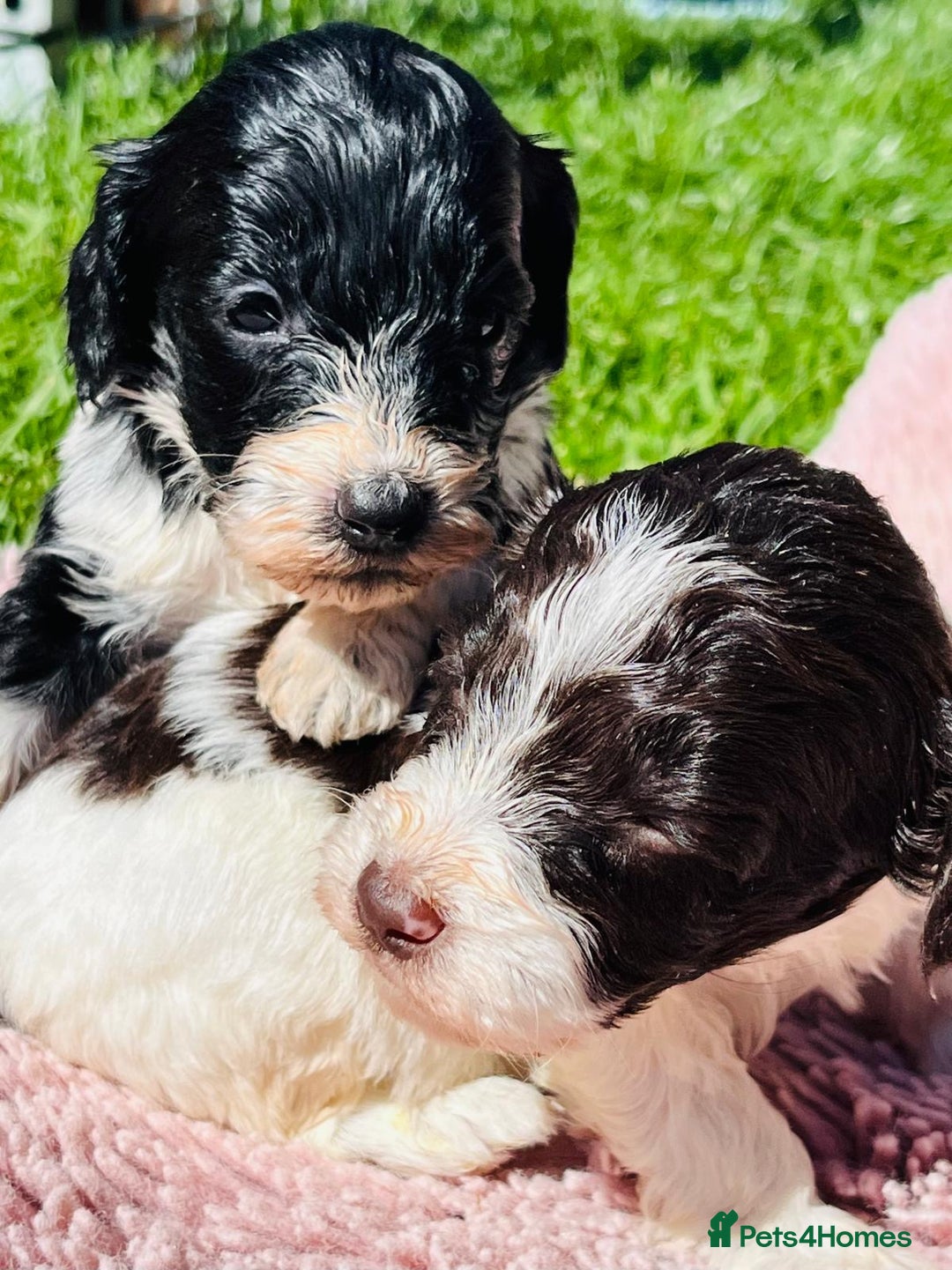 Cockapoo dogs for sale: Stunning F1 show Cockapoos  - Image 17