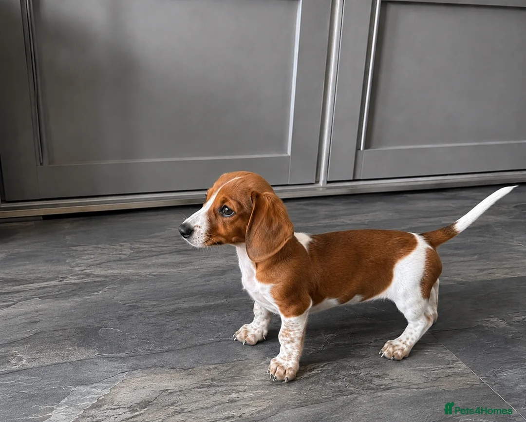 Miniature Dachshund dogs for sale: 🐾 Mini Dachshund Puppies – Ready Now 🐾 - Advert 1