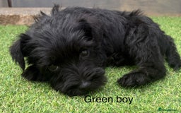Schnoodle dogs for sale: Stunning litter of Schnoodle pups - Image 23