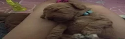Cockapoo dogs for sale: Stunning Red F1B Cockapoos in Glasgow - Advert 12