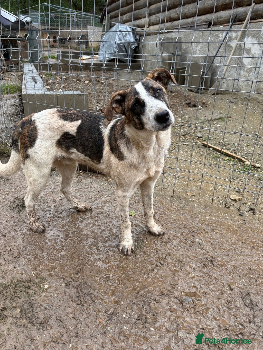 Mixed Breed dogs for adoption: Benson is looking for a dog friend! - Advert 1