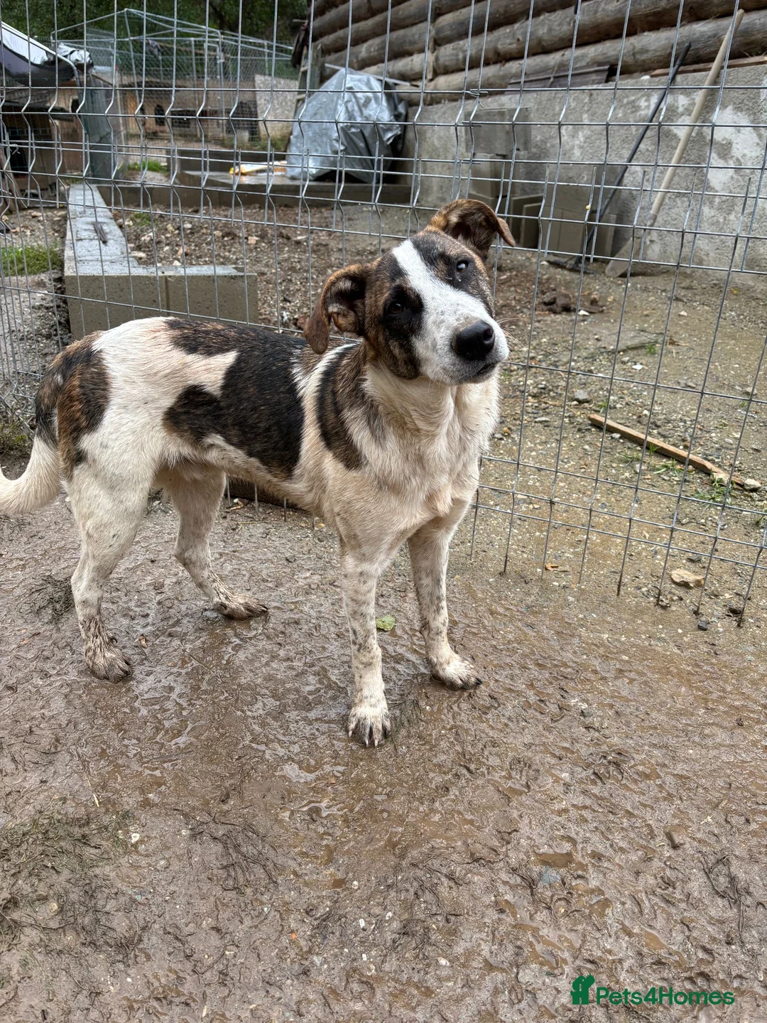Mixed Breed dogs for adoption: Benson is looking for a dog friend! - Advert 1