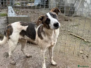 Mixed Breed dogs Benson is looking for a dog friend! - Advert 1