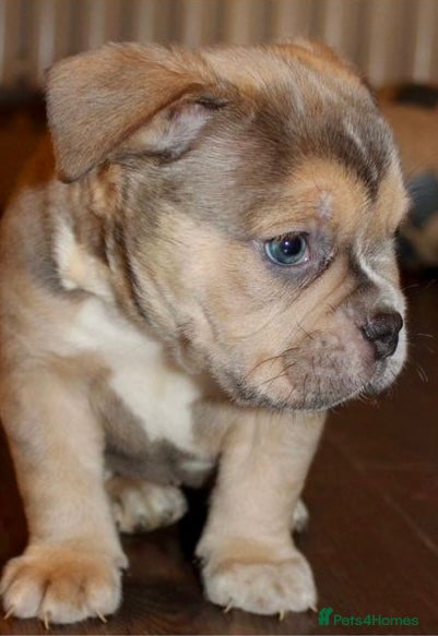 Olde English Bulldogge dogs Stunning Olde English Bulldog puppies - Advert 4