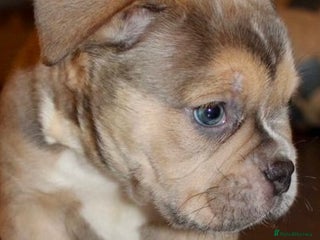 Olde English Bulldogge dogs Stunning Olde English Bulldog puppies - Advert 4