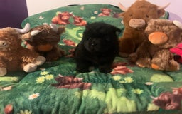Chow Chow dogs for sale: 5 Chow Chow Puppies - Image 21