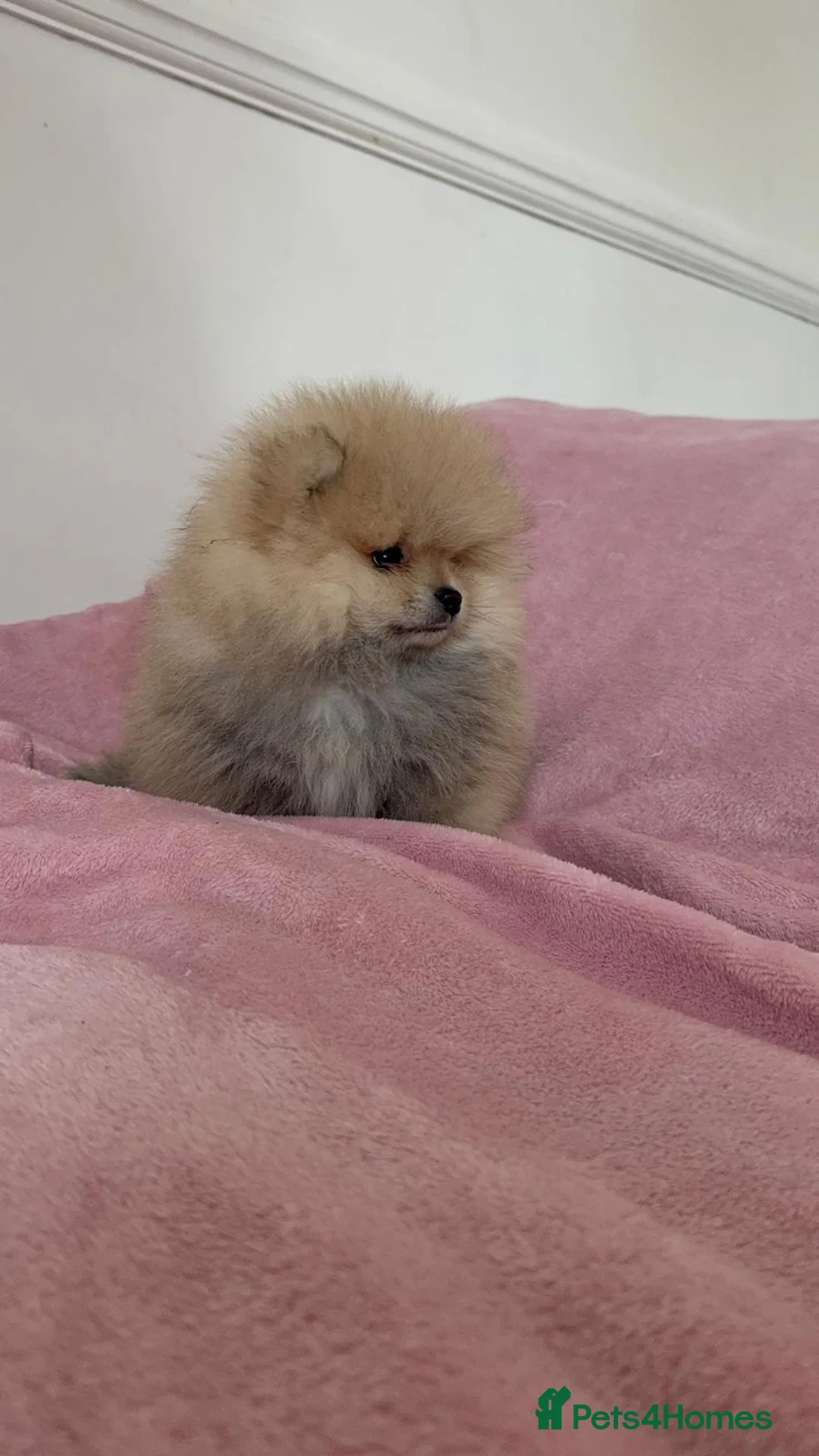Pomeranian dogs for sale: Ready to go Excellent Pomeranian - Advert 20