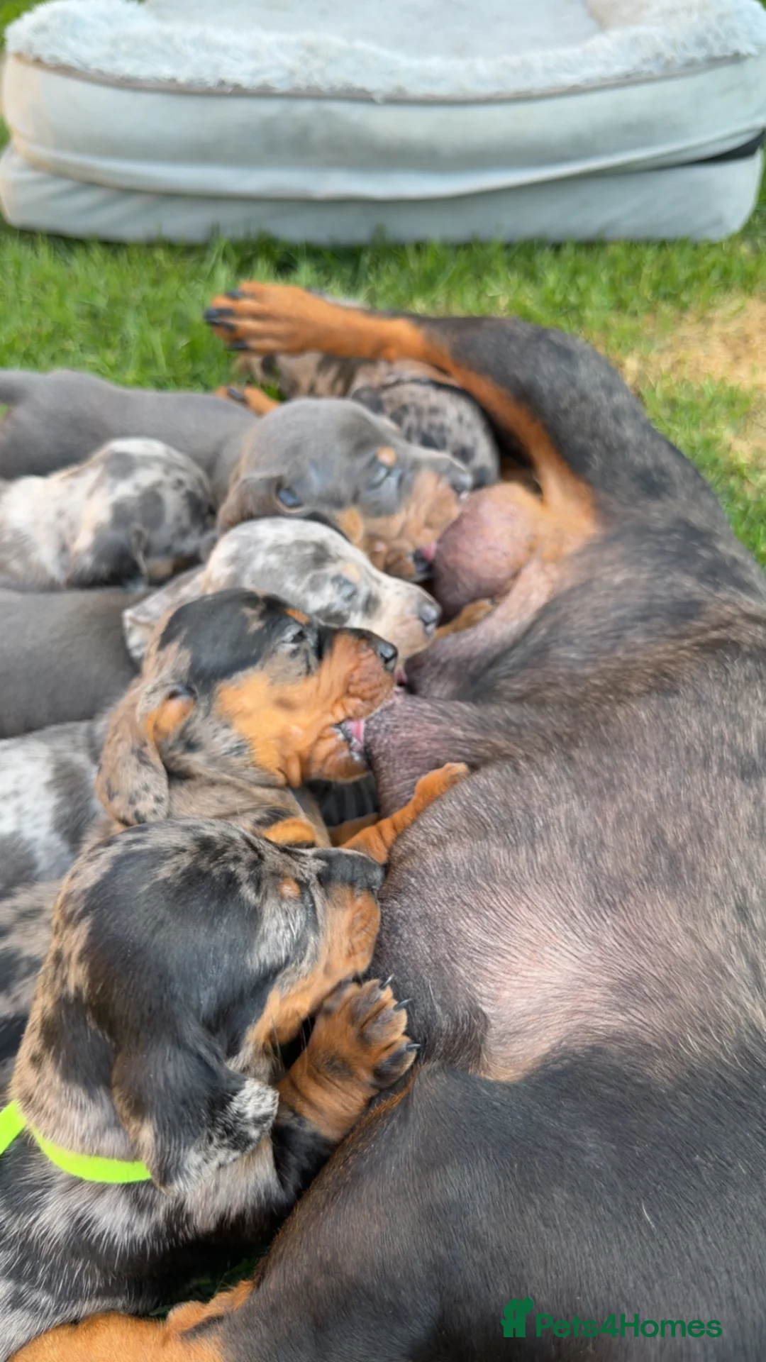 Miniature Dachshund dogs for sale: Miniture dashounds - Advert 2