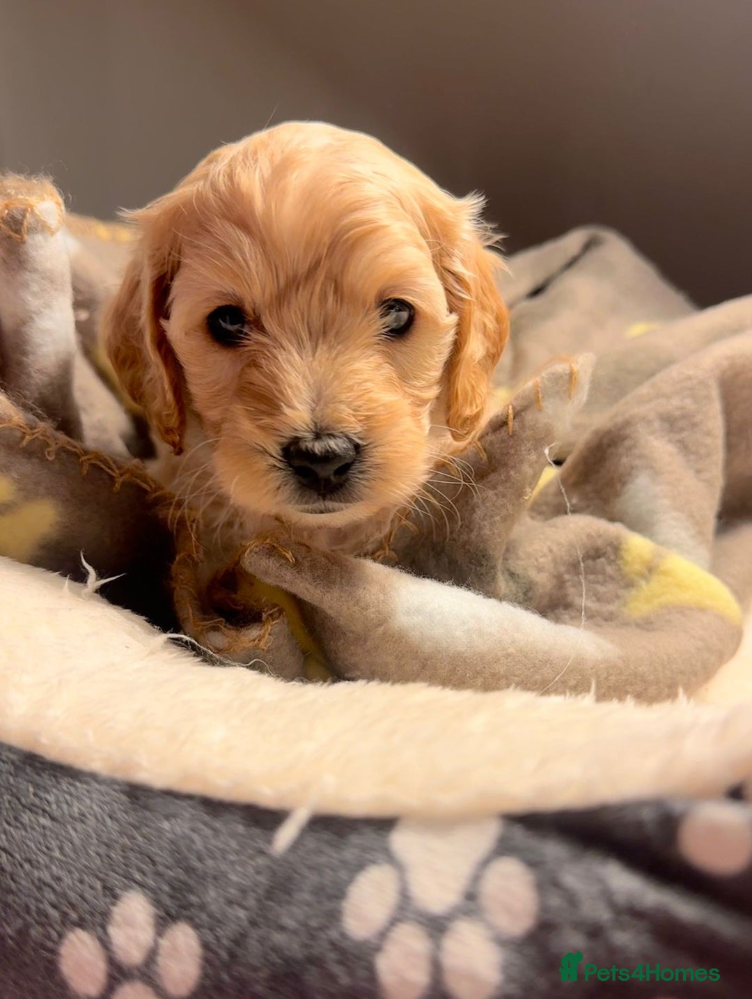 Mixed Breed dogs for sale: Cockapoo/Cavapoo Puppies - Advert 8