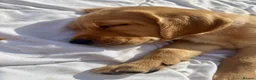 Goldador dogs for sale: **Stunning Goldador** puppies full health checks in Chipping Norton - Advert 5