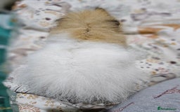 Guinea Pig rodents for sale: Beautiful Swiss Boar - Image 3