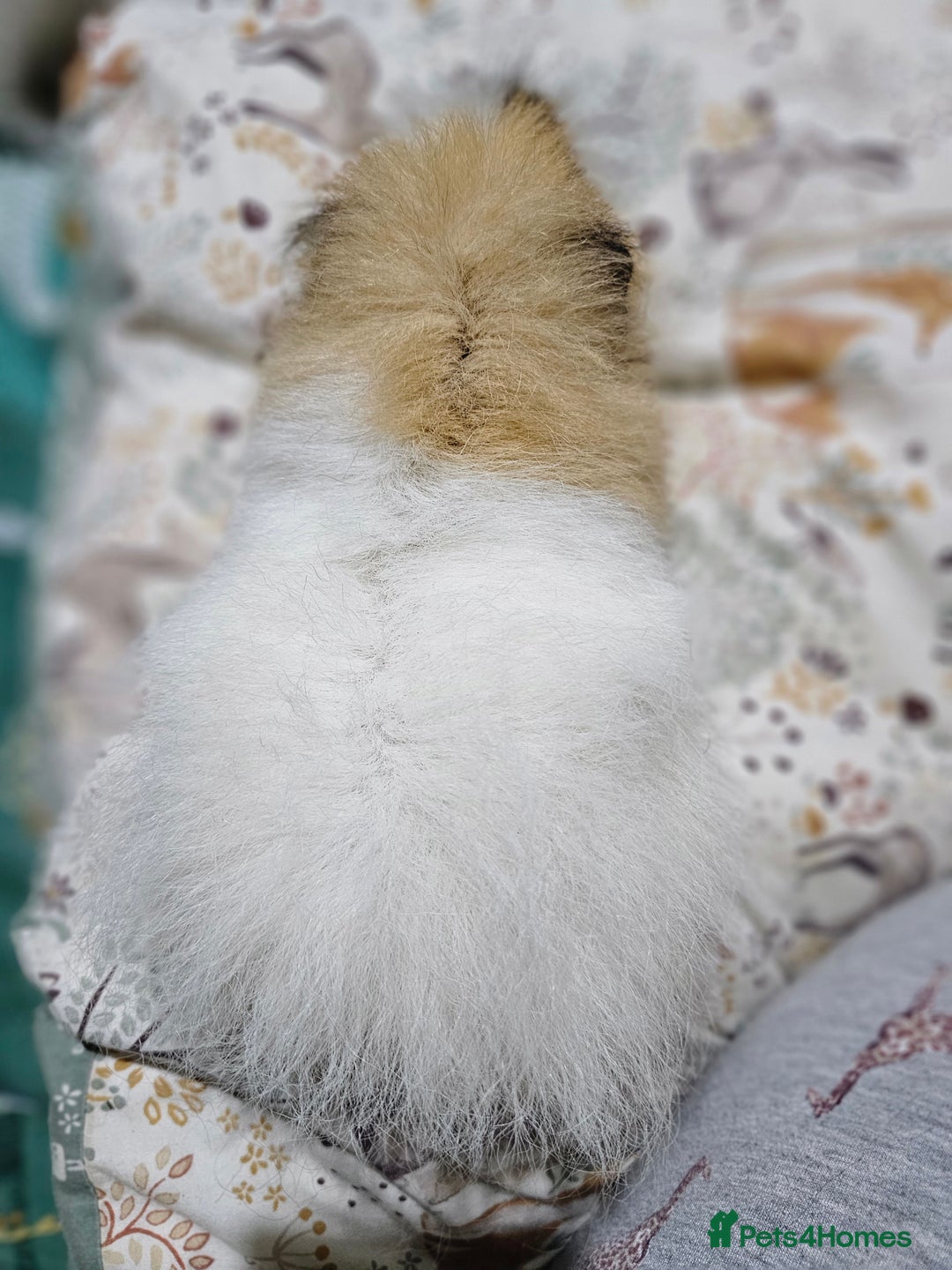 Guinea Pig rodents for sale: Beautiful Swiss Boar - Image 3