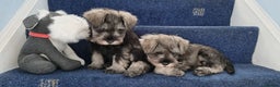 Miniature Schnauzer dogs for stud: stunning Kc registererd proven miniature schnauzer in Wolverhampton - Advert 13