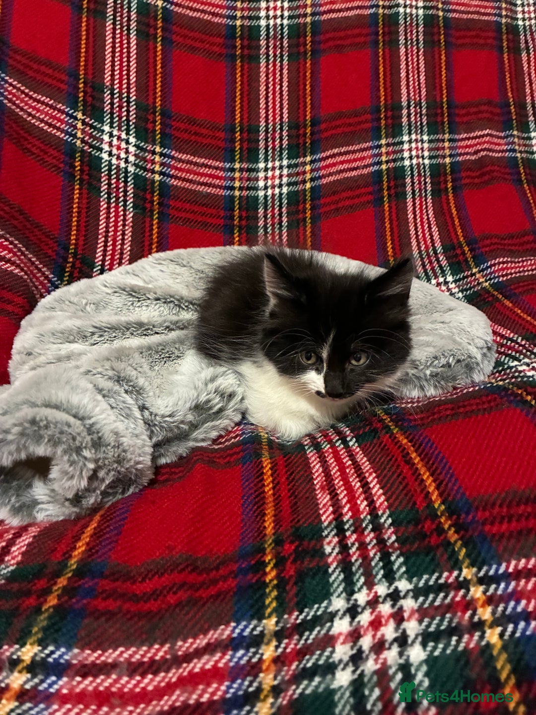 Mixed Breed cats for sale: Five kittens looking for their forever home  - Advert 10