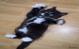 Mixed Breed cats for sale: 5 Beautiful Black & White Kittens Available  - Image 6