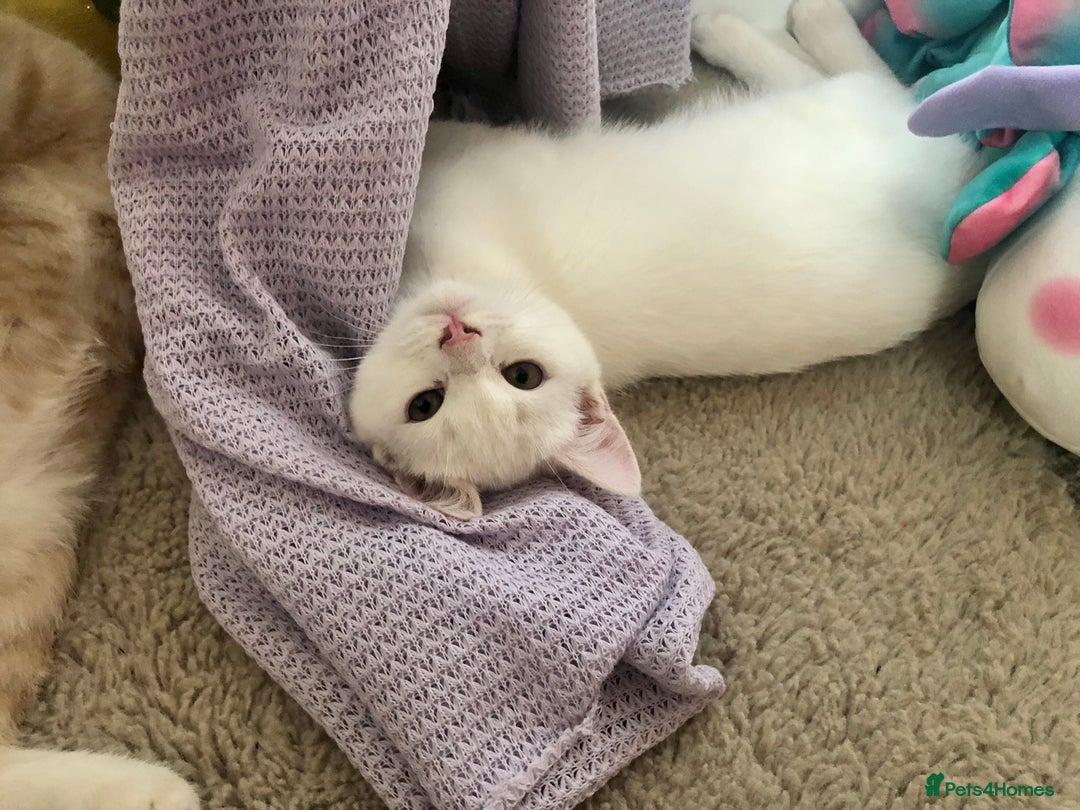 Persian cats for sale: Gorgeous Persian Cross Kittens  - Image 1
