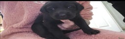 Labrador Retriever dogs for sale: 3 Beautiful Labrador Girls - Advert 7