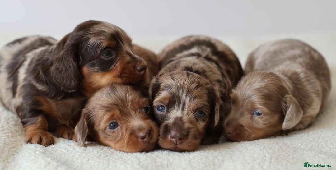 Miniature Dachshund dogs for sale: 5StarsLicensed+LongHaired+KC+PRAClear+VetChecked - Image 34