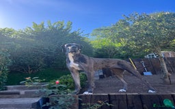 Great Dane dogs for sale: Great Dane puppy’s  - Image 28