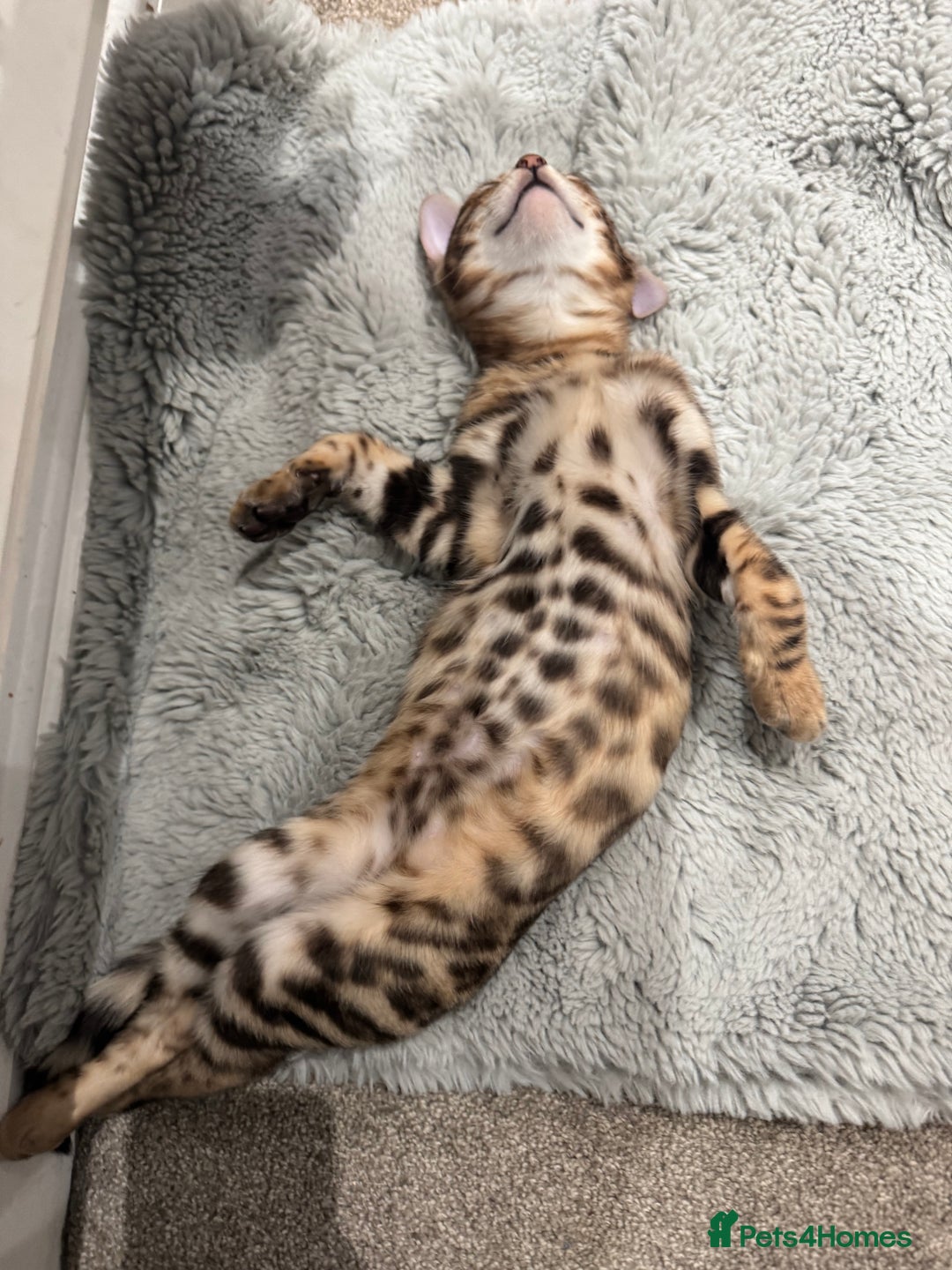 Bengal cats for sale: Stunning male Bengal  - Advert 3