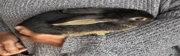 Mixed Breed rabbits for sale: Beautiful Mixed Breed Baby Rabbits  - Advert 9