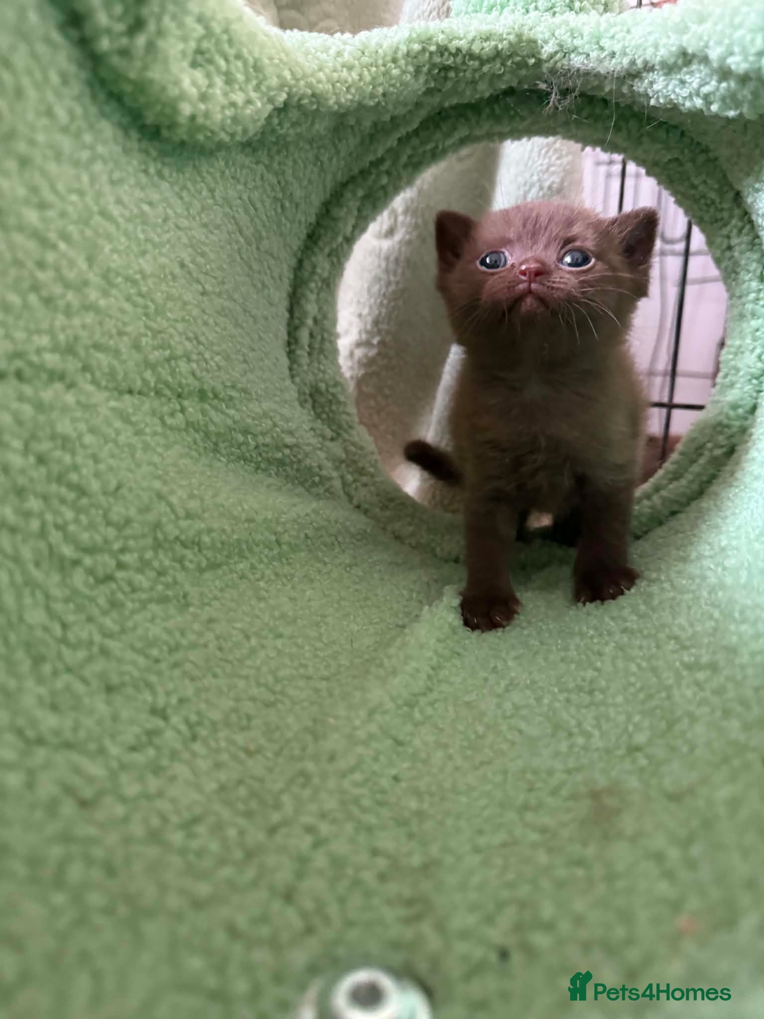 Scottish Fold cats Stunning Scottish fold/straight kittens😻 - Advert 2