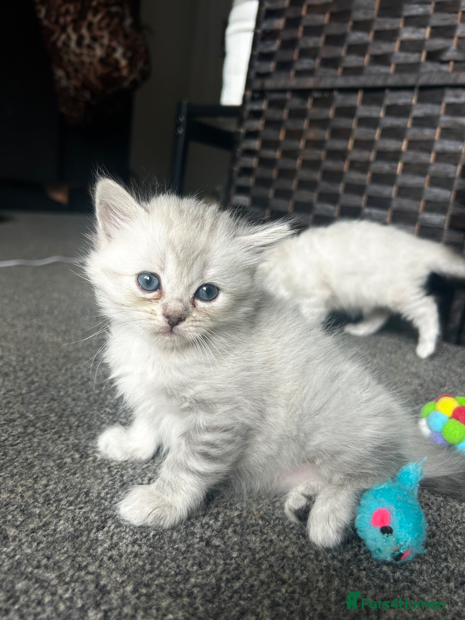 Perdoll cats for sale: Persian Kitty’s for sale 🩶 - Advert 9