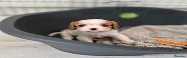 Cavalier King Charles Spaniel 3