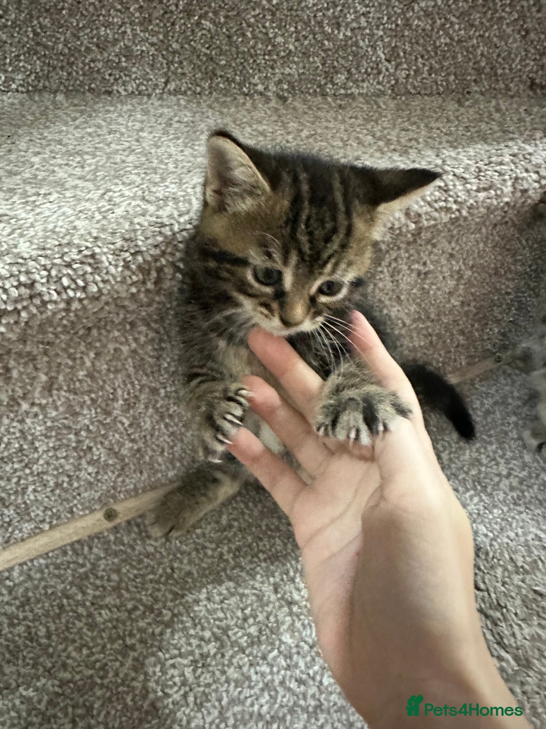 European cats for sale: Selling 4 beautiful tabbys - Advert 3