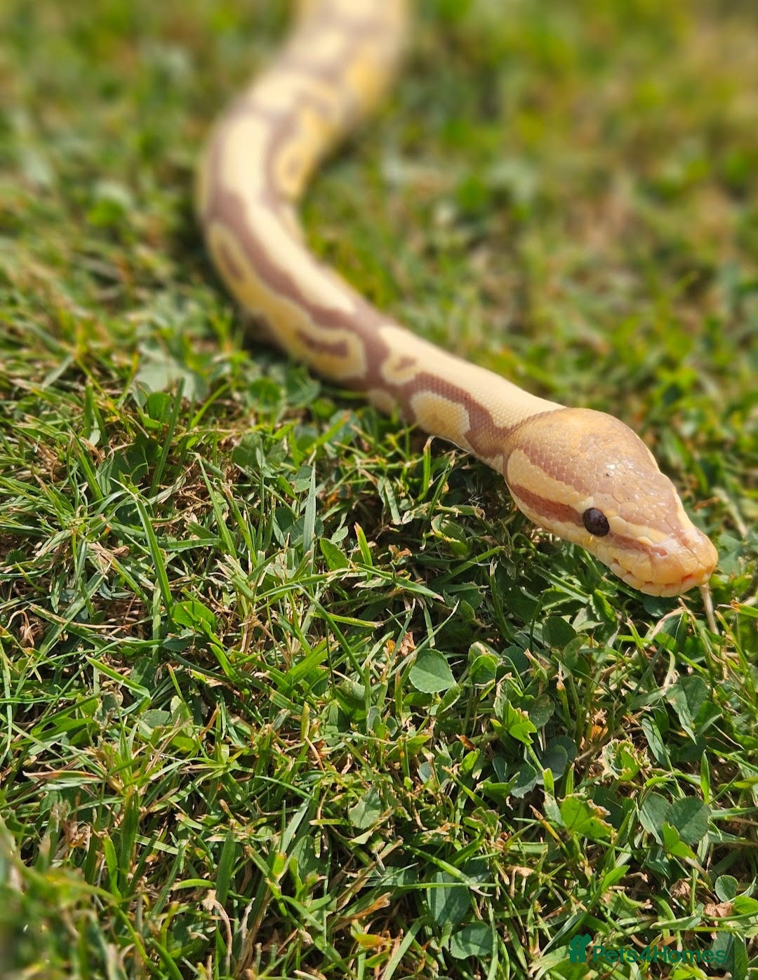 Python Snake reptiles for sale: Ball python banana het clown (male) - Image 6