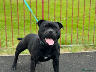 Staffordshire Bull Terrier dogs in Halesowen - Advert 21