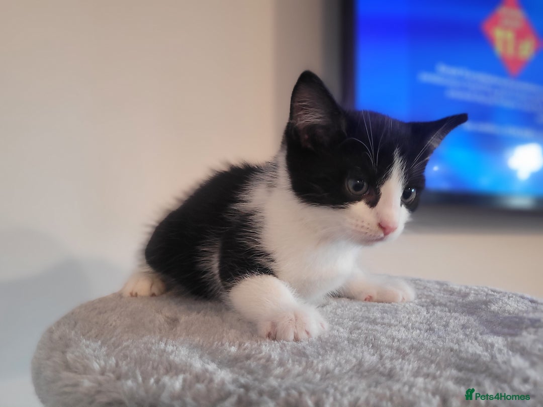 Mixed Breed cats for sale: Mixed British blue kittens  - Image 5