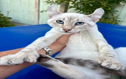 Savannah cats for sale: Superb polydactyl curled eared snow leopard  - Image 6